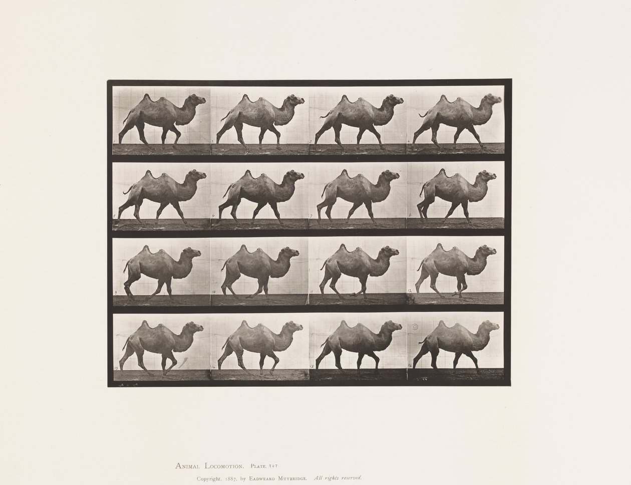 Plaat 737. Bactrische Kameel; Wandelen door Eadweard Muybridge