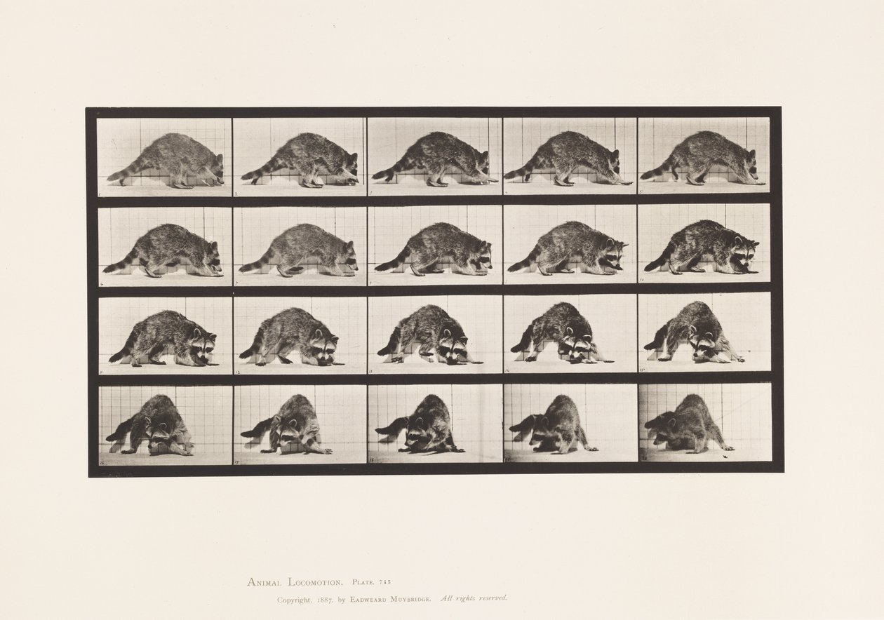 Plaat 745. Wasbeer; Lopend; en Omdraaiend door Eadweard Muybridge