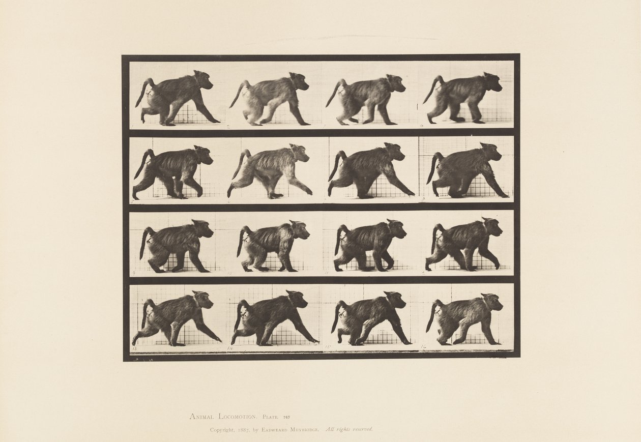Plaat 747. Baviaan; Lopend op alle vier poten door Eadweard Muybridge