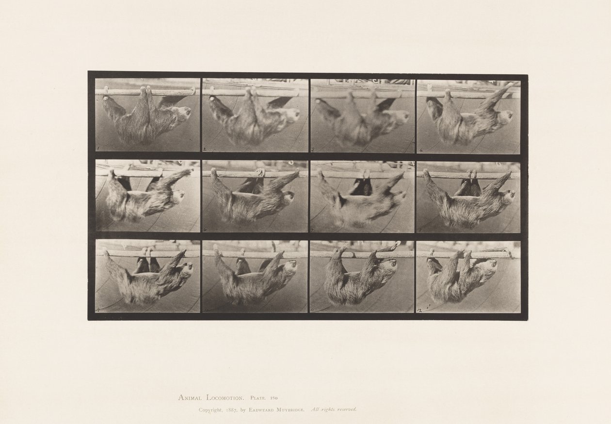 Plaat 750. Luiaard; Lopend, Hangend aan een Horizontale Paal door Eadweard Muybridge