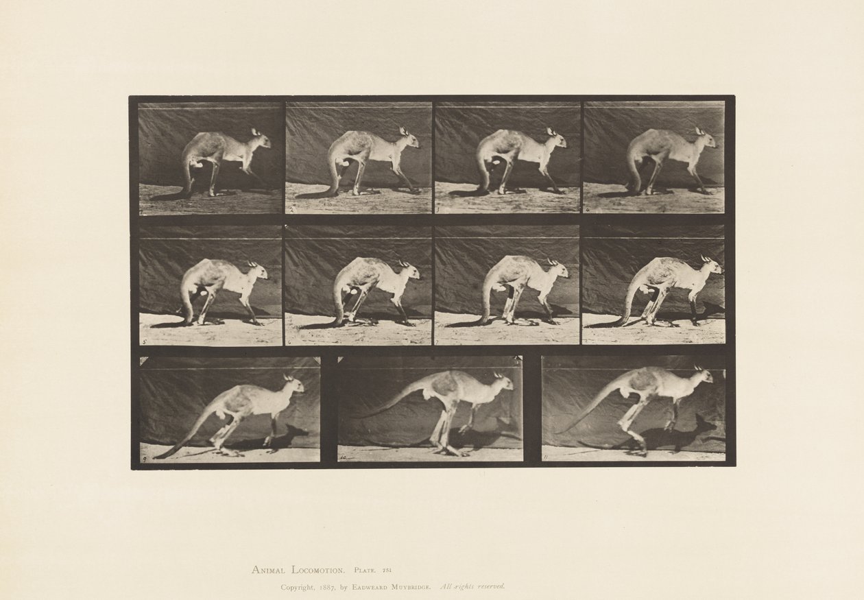 Plaat 751. Kangoeroe; Lopend op vier poten; Overgang naar springen door Eadweard Muybridge
