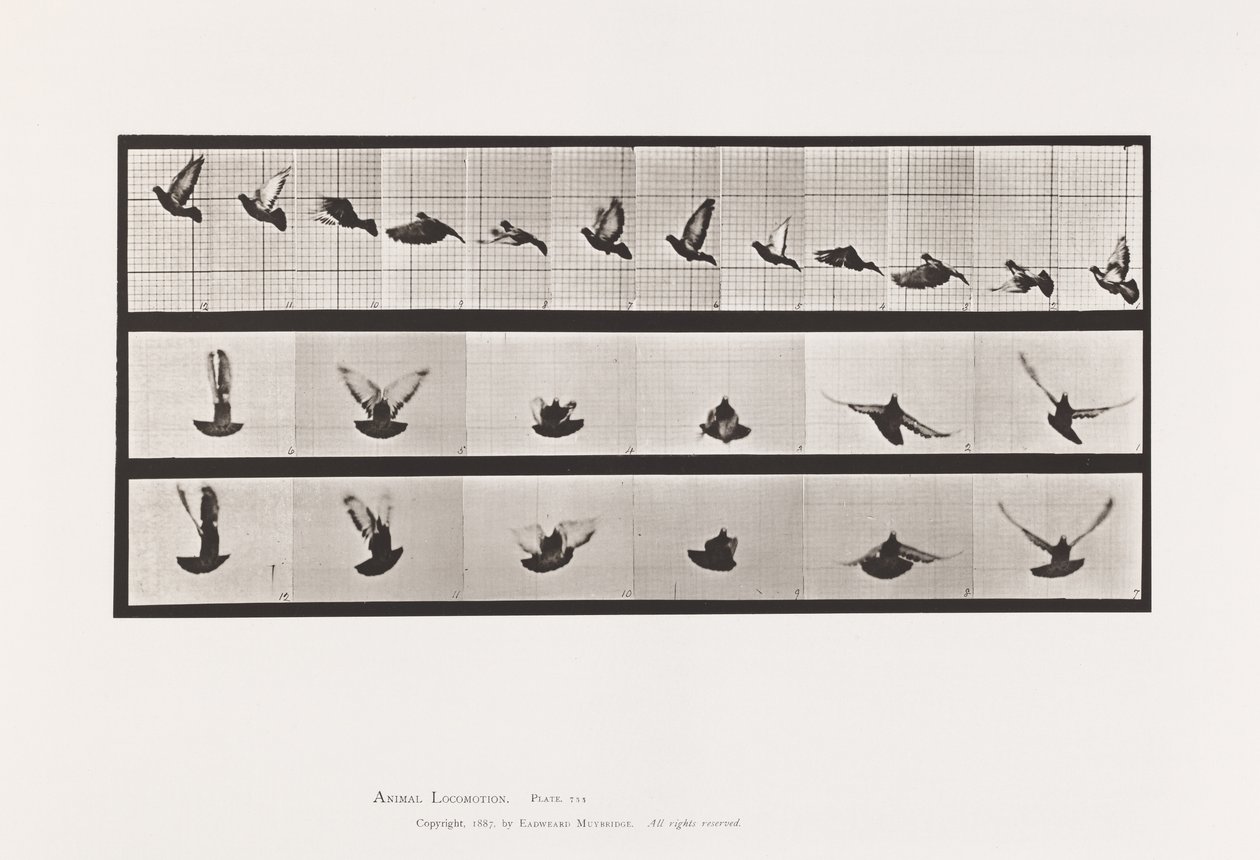 Plaat 755. Duif; Vliegend door Eadweard Muybridge