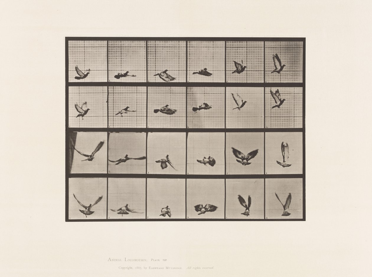 Plaat 757. Duif; Vliegend door Eadweard Muybridge
