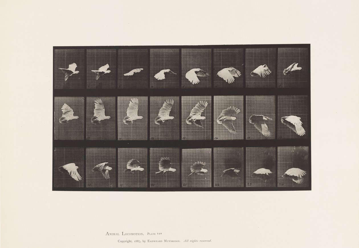 Plaat 758. Kaketoe; Vliegend door Eadweard Muybridge