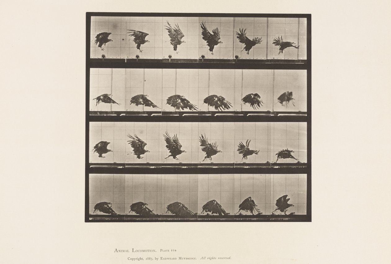 Plaat 770. Amerikaanse Adelaar; Vliegend Dichtbij de Grond door Eadweard Muybridge