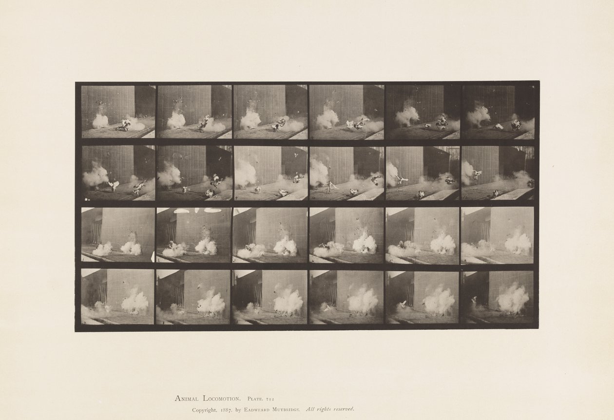 Plaat 781. Kippen; Geschrokken door Torpedo door Eadweard Muybridge