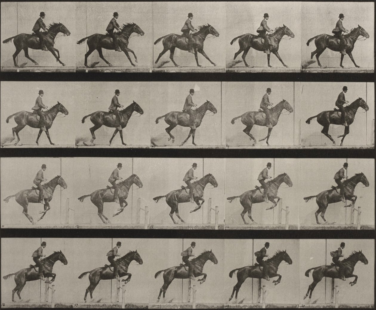 Plaat nummer 636. “Daisy” springt gesadeld over een hindernis en bereidt zich voor op de sprong door Eadweard Muybridge