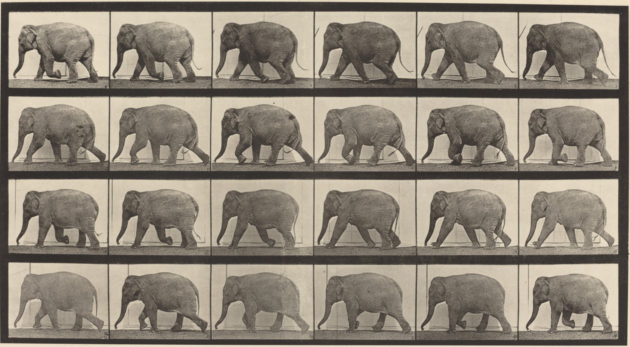 Plaat nummer 733. Olifant lopend door Eadweard Muybridge