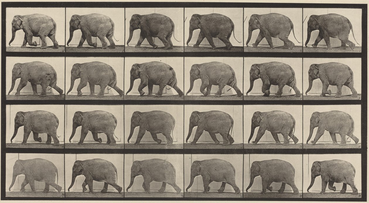 Plaat nummer 733. Wandelende olifant door Eadweard Muybridge