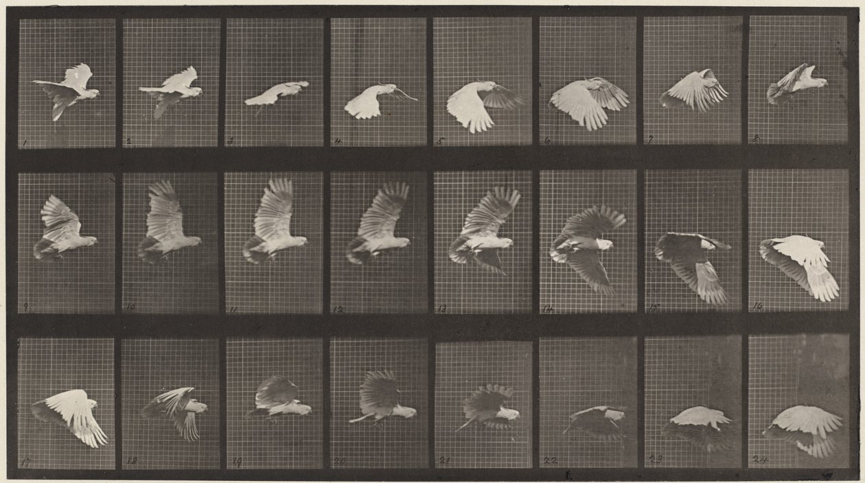 Plaat nummer 758. Kaketoe vliegt door Eadweard Muybridge