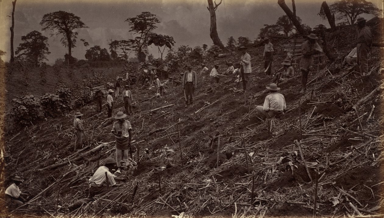 Het opzetten van een koffieplantage in Antigua de Guatemala,1875, gepubliceerd 1877 (foto) door Eadweard Muybridge