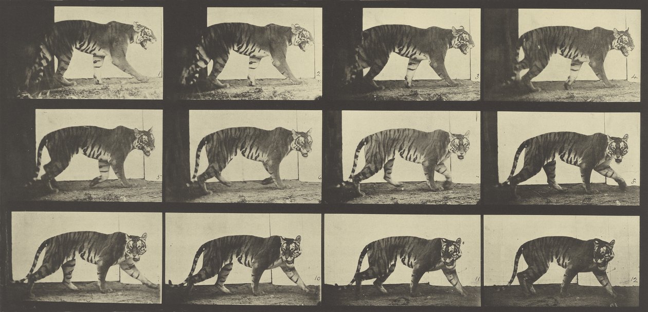 Tijger lopend, Plaat 729 uit Animal Locomotion, 1887 door Eadweard Muybridge