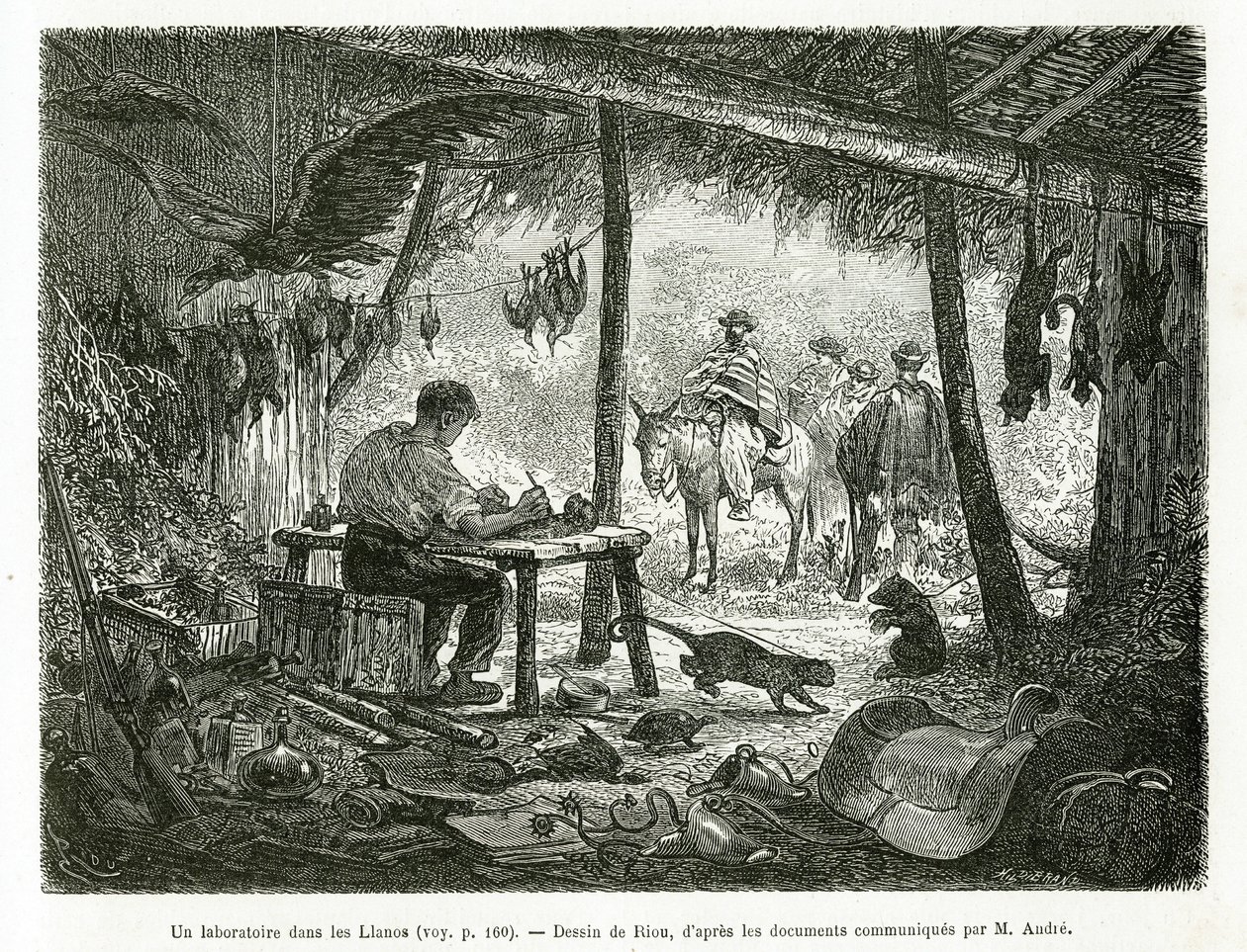Een taxidermielaboratorium in het oerwoud, in de regio Llanos (Colombia), illustratie van het verhaal van Equinoxiale Amerika (Colombia, Ecuador, Peru), in 1875-1876, door Ed. Andre, reiziger missie belast door de Franse regering. Gravure door Edouard Riou