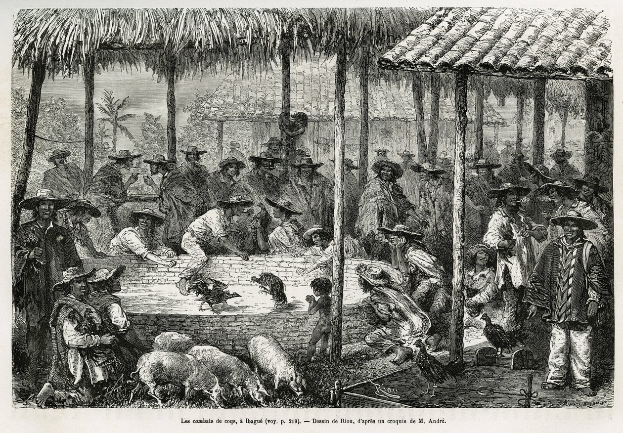 Hanenvechten en straatanimatie in Ibague (Colombia), tekening door Riou, ter illustratie van het verhaal van Equinoxiaal Amerika (Colombia, Ecuador, Peru), in 1875-1876, door Ed. Andre, reiziger belast met missie door de Franse regering. Gravure in 