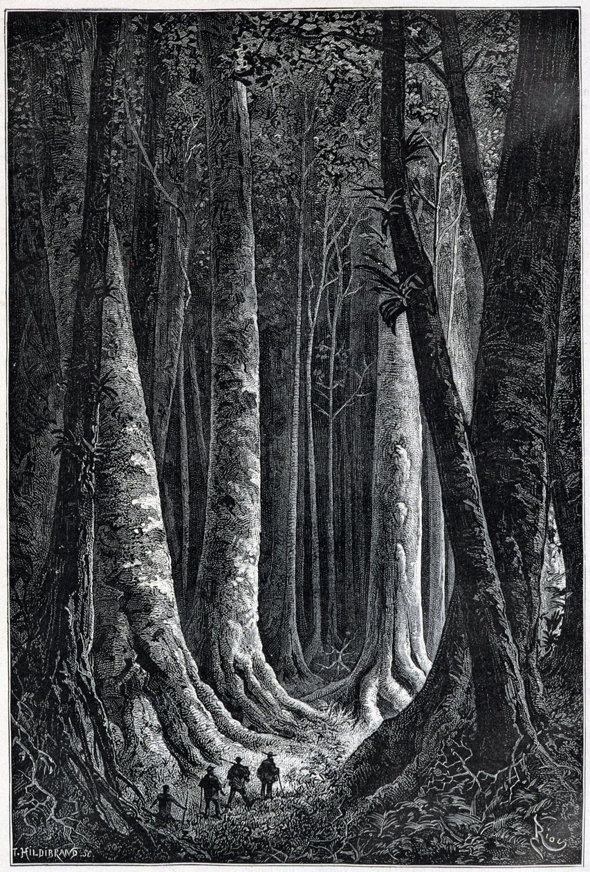 Bos van Frans-Guyana, tekening door Riou, 