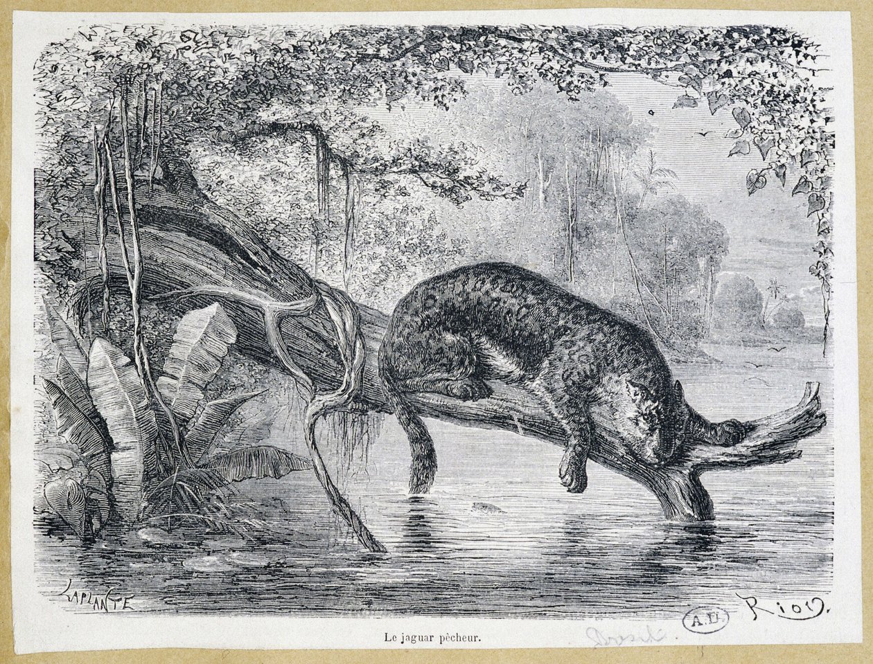 Jaguar kijkt naar zijn prooi op een boomstam boven het water - gravure 19e eeuw door Edouard Riou