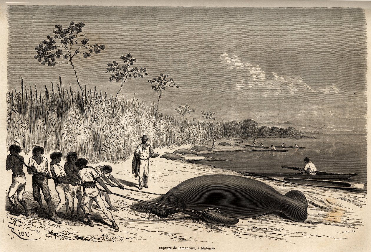 De vangst van zeekoeien in Mabuiso (Peru) door Edouard Riou