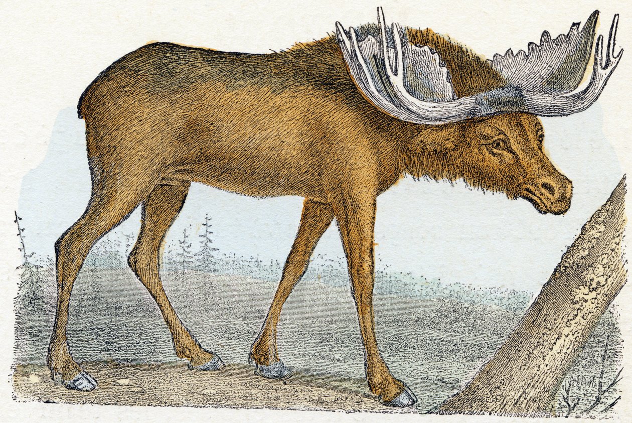 Eland - 