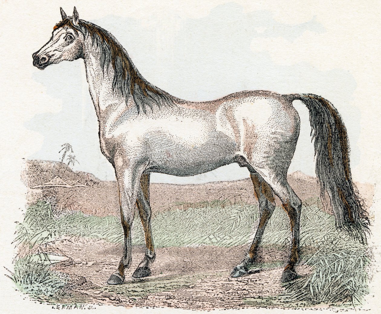 Paard - 