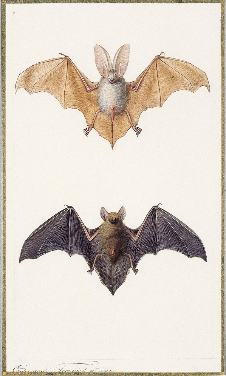 Langoorvleermuis en een gewone vleermuis, 1834 door Edouard Travies