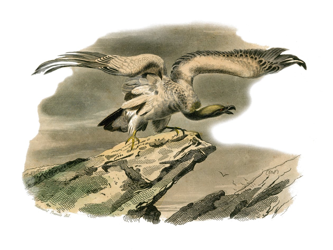 Natuurhistorisch bord: Zoologisch bord met nachtroofvogels. De percnoptere. Plaat uit de negen delen over vogels in 