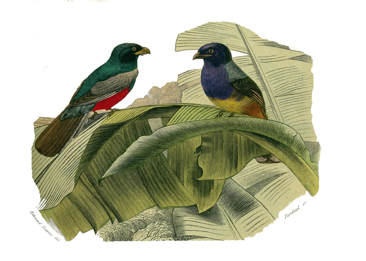 Zoologische plaat met klimmers. De roodbuik en de geelbuik. Illustratie uit 