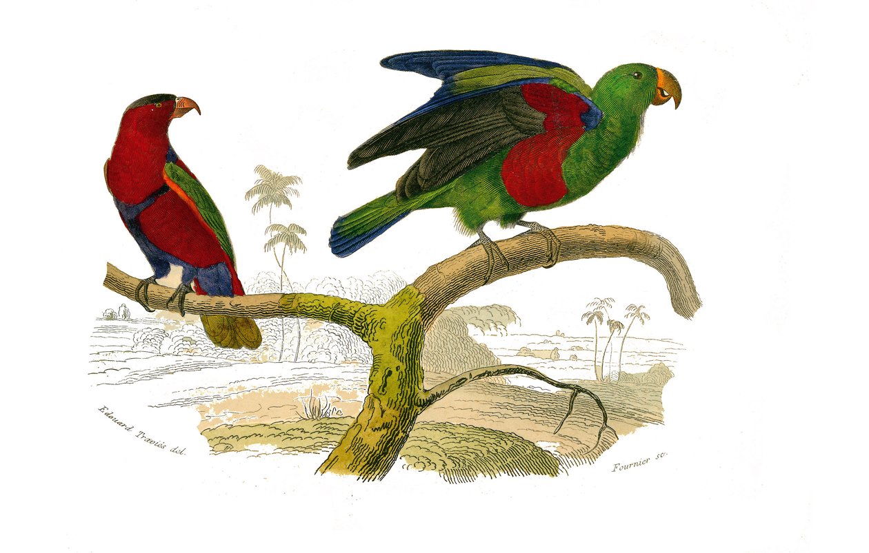 Natuurlijke Historie Plaat: Zoologische plaat met klimmers. De driekleurige lori en de groene papegaai. Plaat uit de negen delen over vogels in 