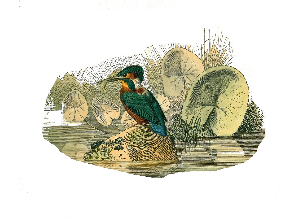 Natuurhistorische plaat: Zoologische plaat die syndactyle zangvogels voorstelt (met twee of meer samengegroeide tenen). De ijsvogel. Plaat getekend uit de negen delen over vogels in 