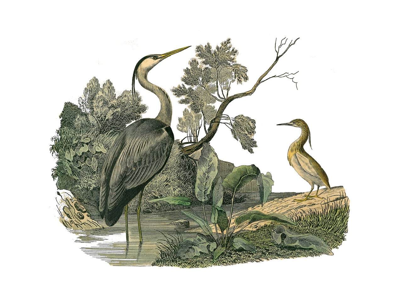 Zoologische plaat met watervogels en cultrirostrous steltlopers (met grote, lange en sterke snavels): reiger en krab. Illustratie uit 