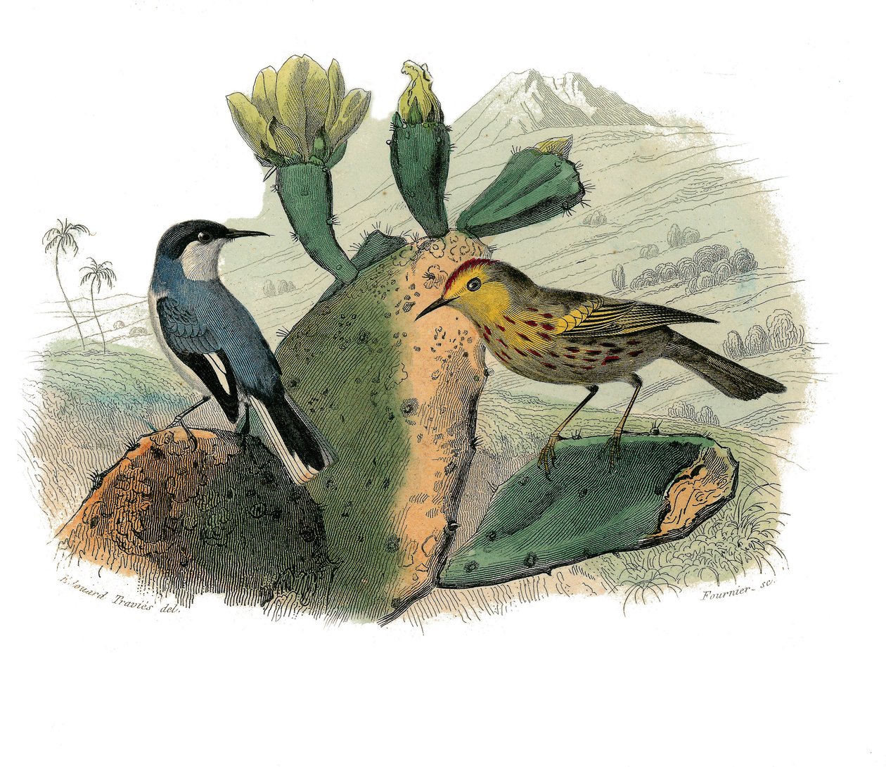 Natuurhistorische plaat: Zoologisch bord met dentirostrous zangvogels door Edouard Travies
