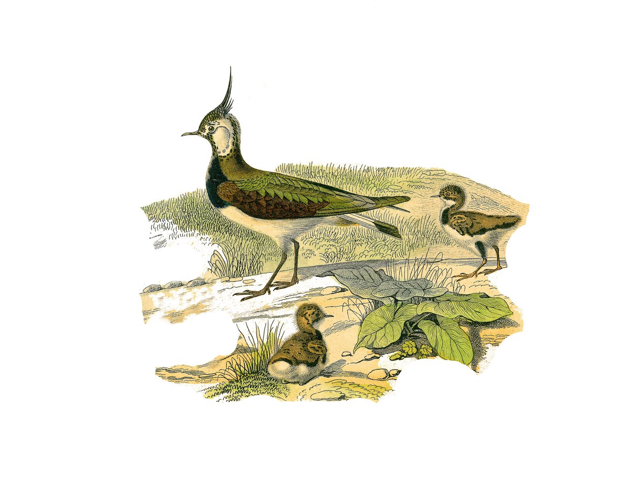 Natuurhistorische plaat: Zoologische plaat die de langbekkige steltlopers voorstelt: het lam en zijn jong. Plaat getekend uit de negen delen over vogels in 