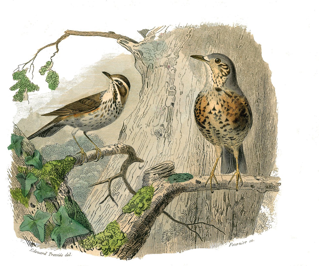 Natuurhistorische plaat: Zoologische plaat die kegelbekige zangvogels voorstelt. De vloek en afvoeren. Plaat getekend uit de negen delen over vogels in 