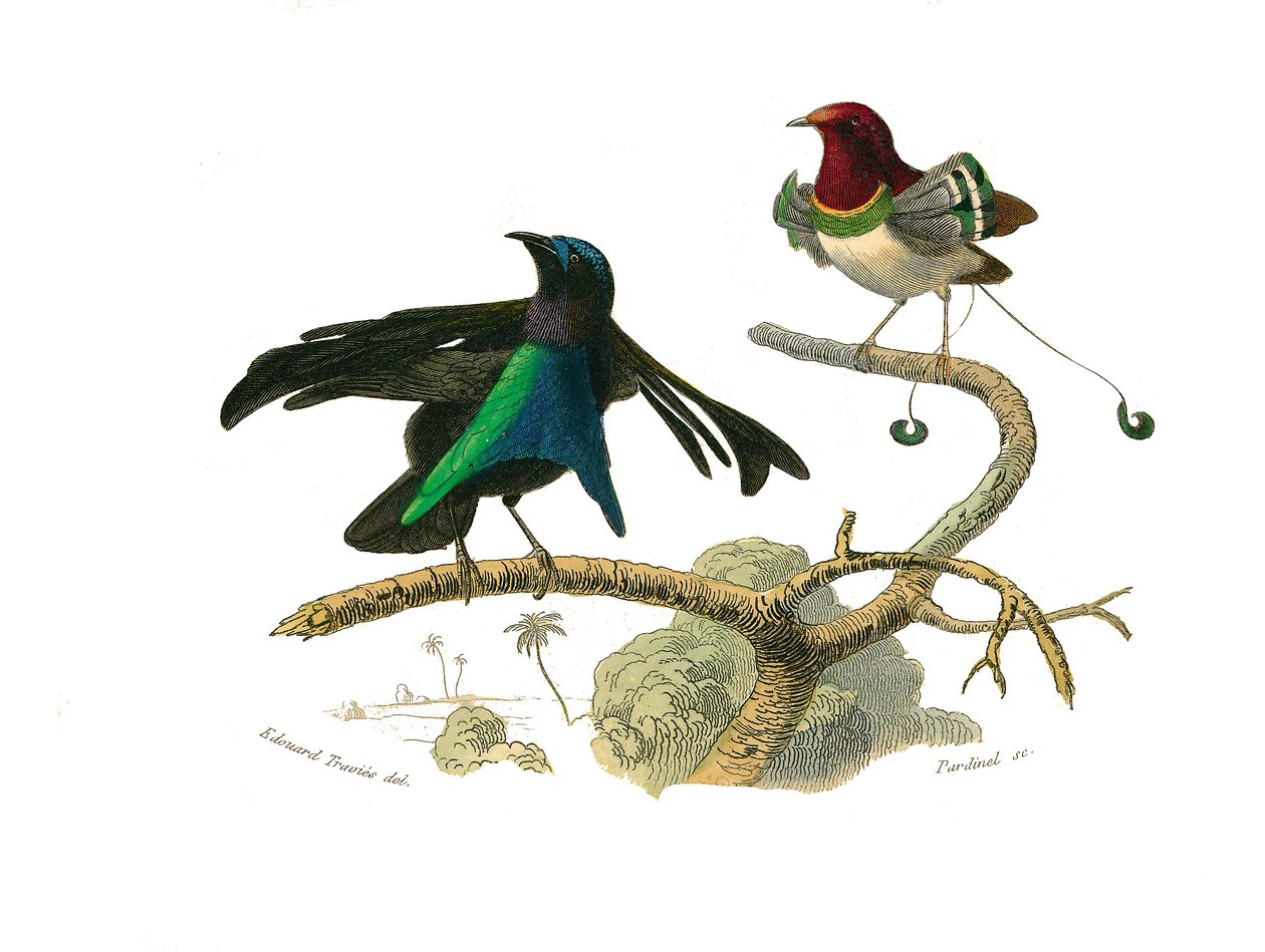 Zoologische plaat met conirostrous zangvogels (kegelvormige snavel). De zwarte manucode en de manucode. Illustratie uit 