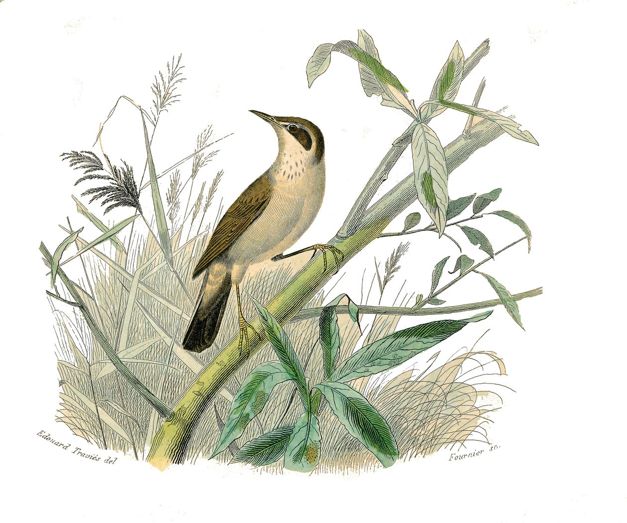 Natuurhistorische plaat: Zoölogische plaat die conirostrous zangvogels voorstelt (kegelvormige snavel). De roodkop. Plaat getekend uit de negen delen over vogels in 