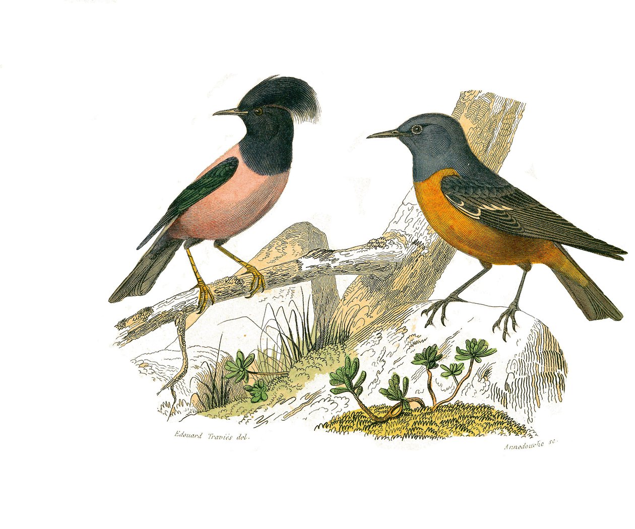 Natuurhistorisch bord: Zoologisch bord met conirostrale zangvogels door Edouard Travies