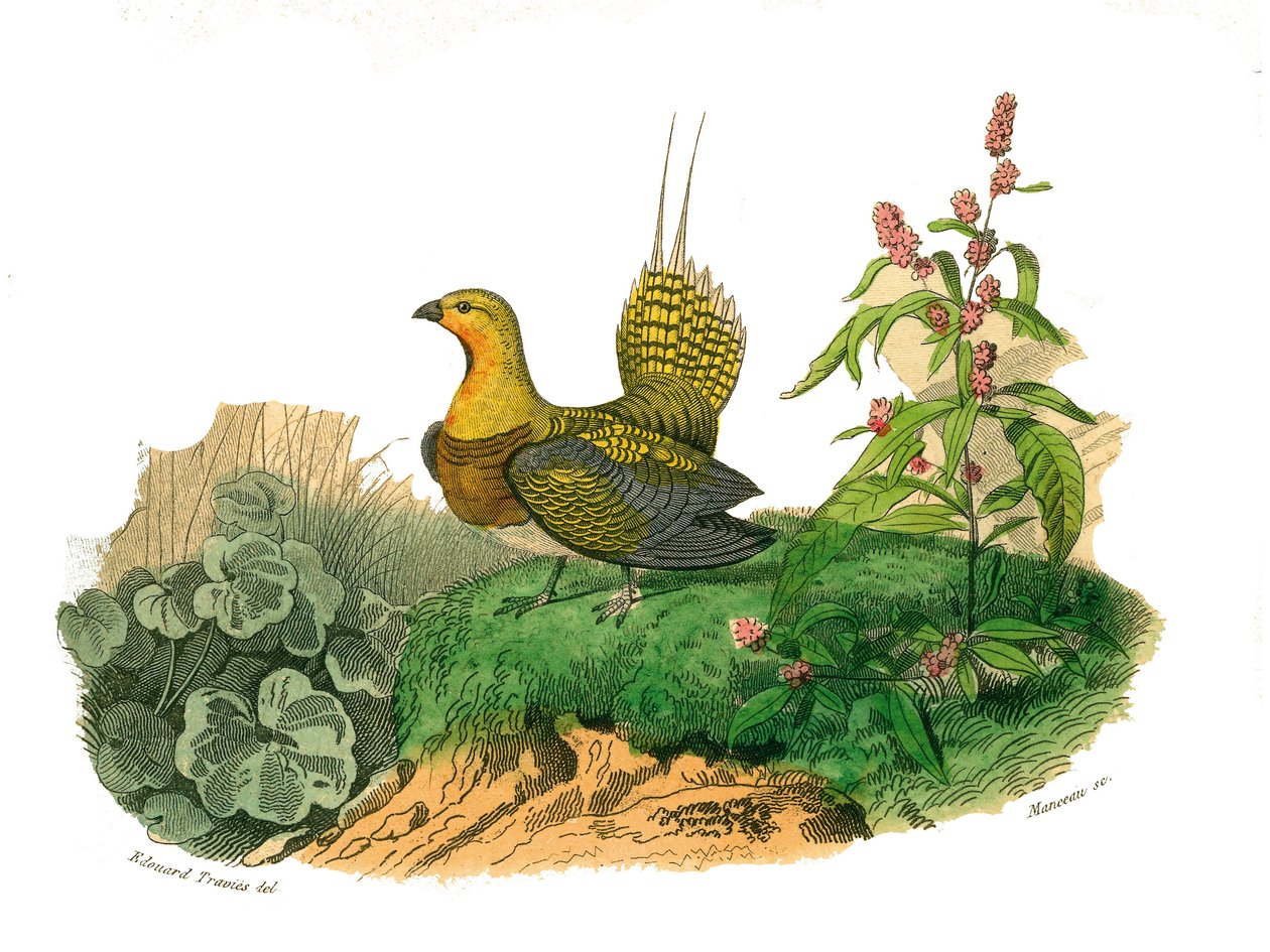 Natuurhistorisch bord: Zoologisch bord met hoenderachtigen: ganga. Plaat getekend uit de negen delen over vogels in 