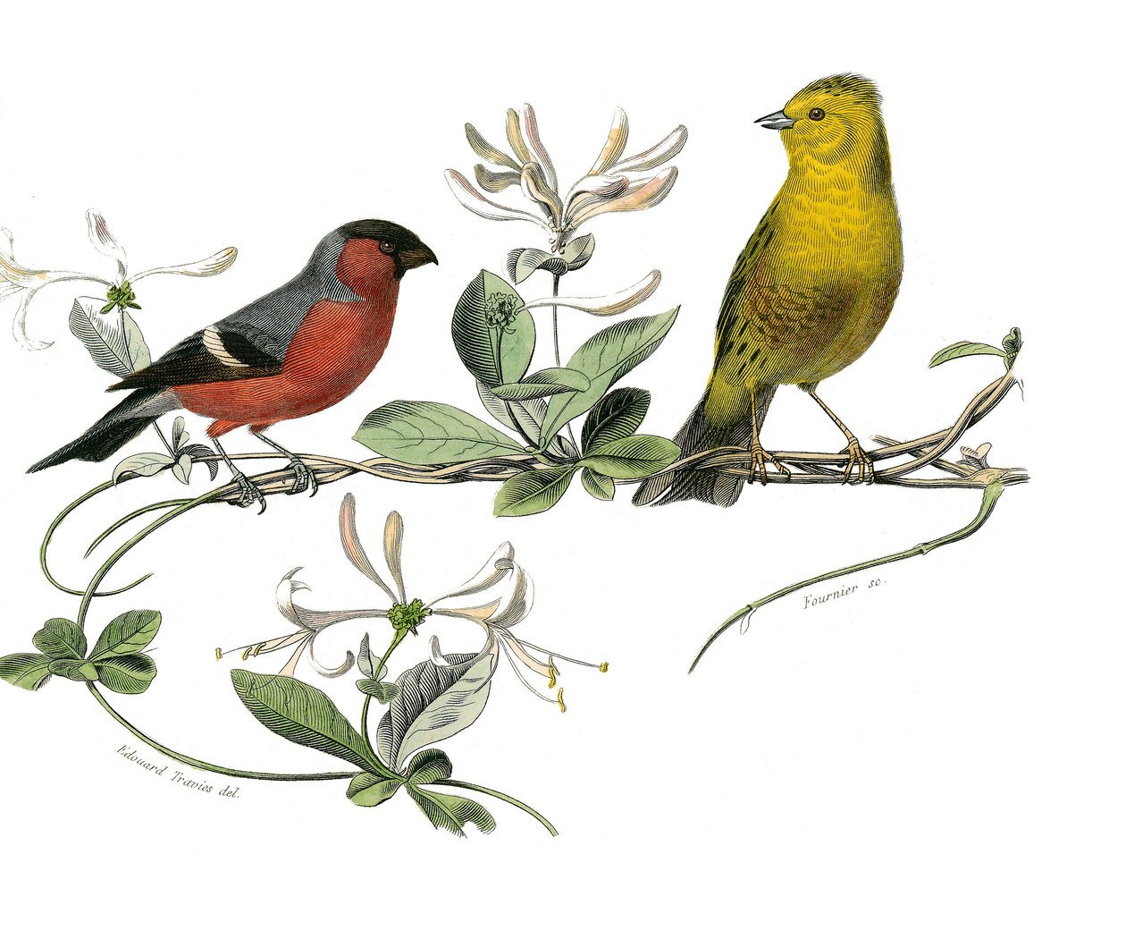 Natuurhistorisch bord: Zoologisch bord met de bouvreuil en de mus van Frankrijk. Plaat getekend uit de negen delen over vogels in 