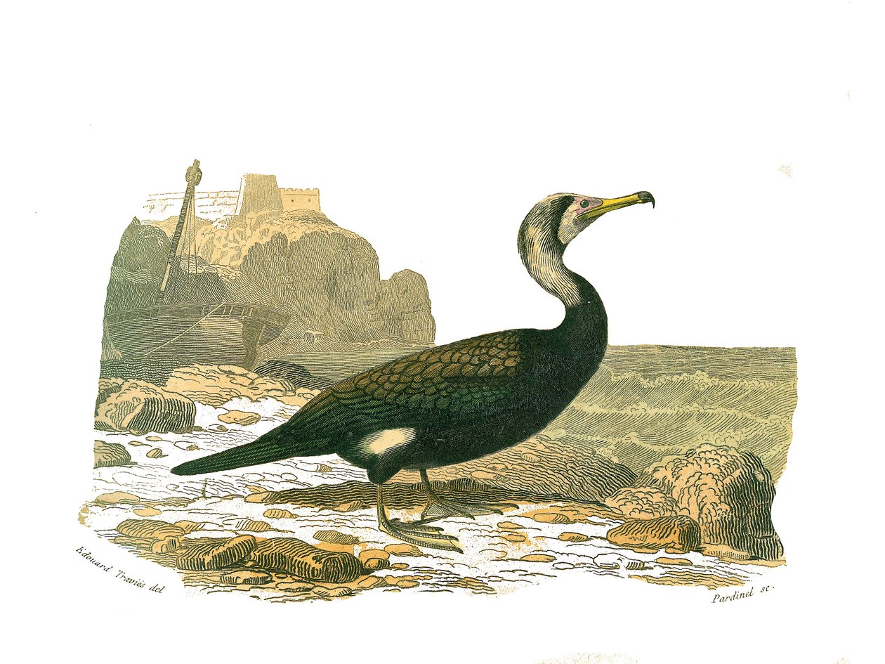 Natuurhistorische plaat: Zoologische plaat die totipalmen (onderwater vissen) voorstelt. De aalscholver. Plaat getekend uit de negen delen over vogels in 