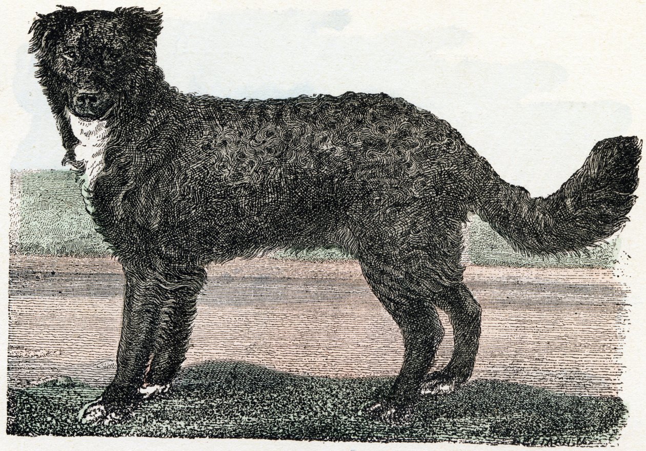Newfoundland, Newfoundland - "Alphabet illustreert dieren" 19e eeuw (gravure) door Edouard Travies