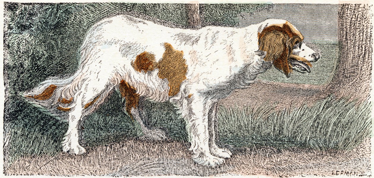 Spaniël (hond) - 