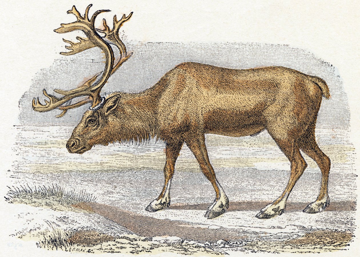 Xandarus - Alfabet illustreert dieren door Edouard Travies