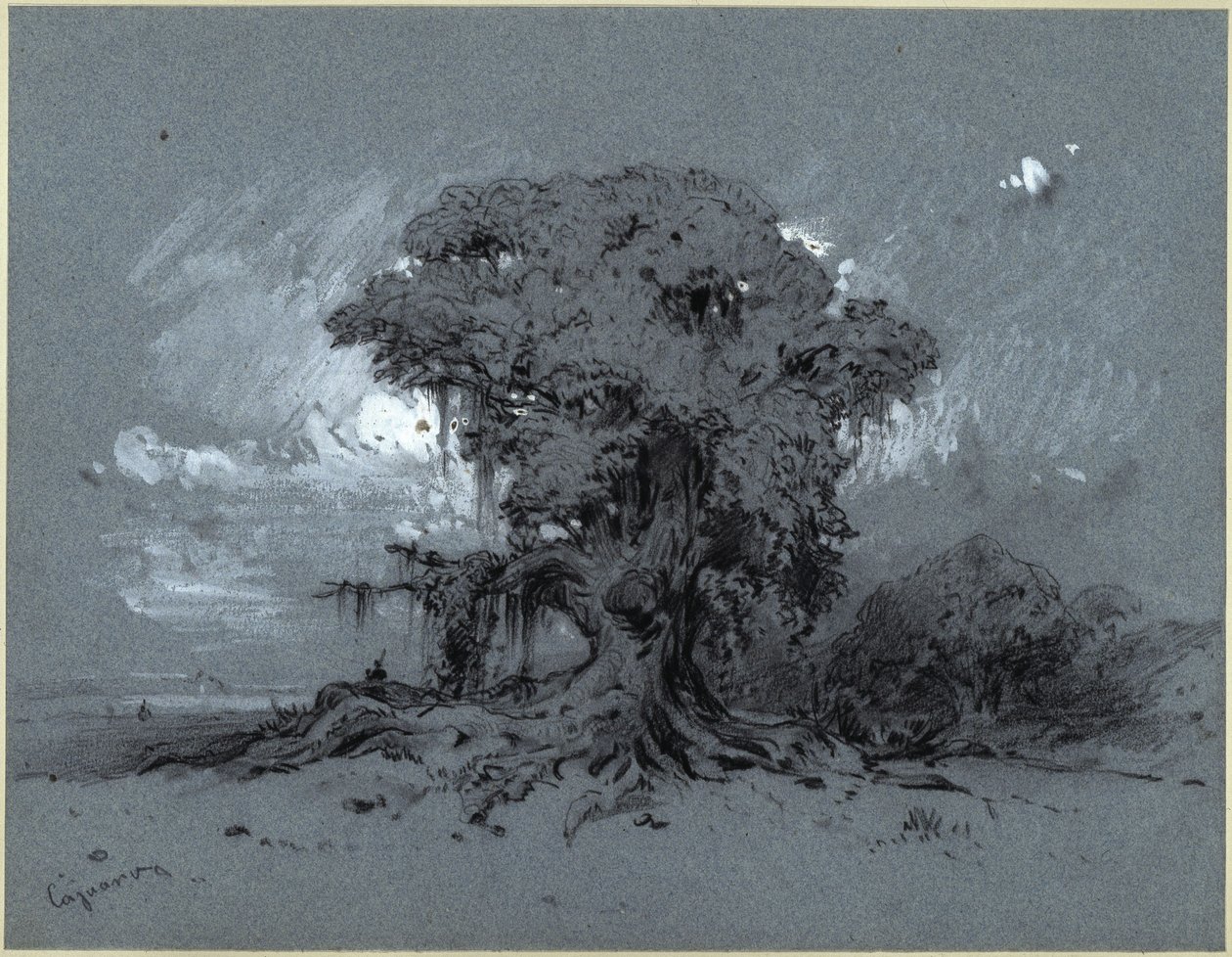 Oude boom door Eduard Hildebrandt