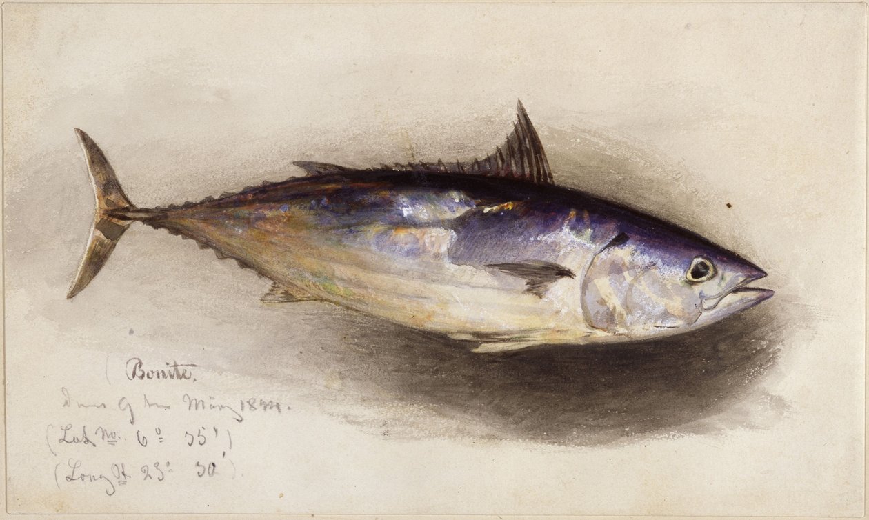 Visstudie (bonitotonijn) door Eduard Hildebrandt