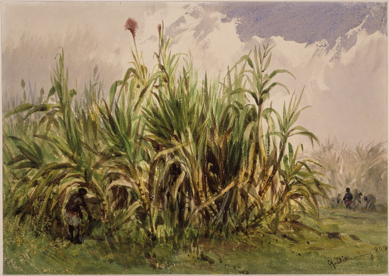 Suikerrietplantage door Eduard Hildebrandt