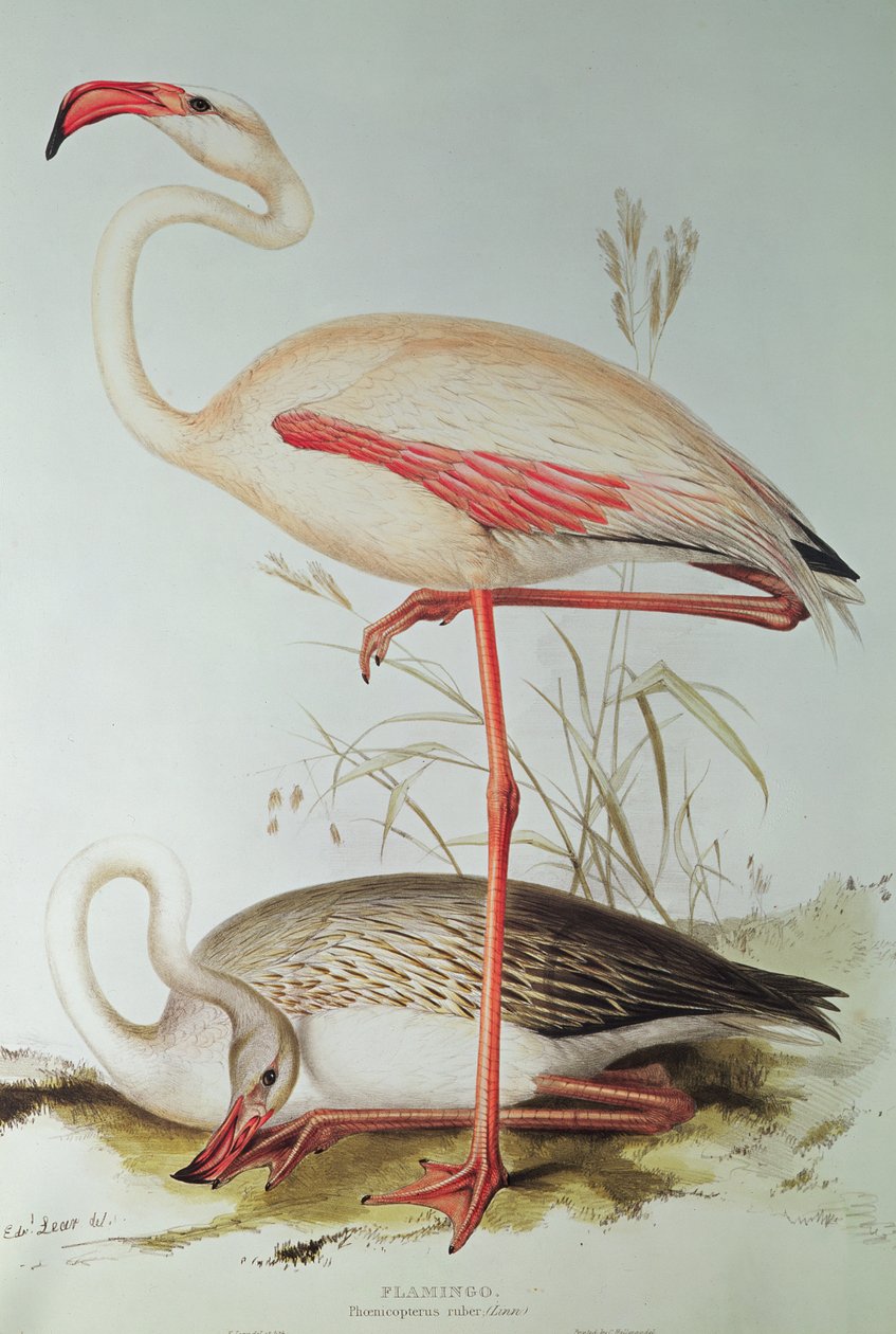 Flamingo door Edward Lear