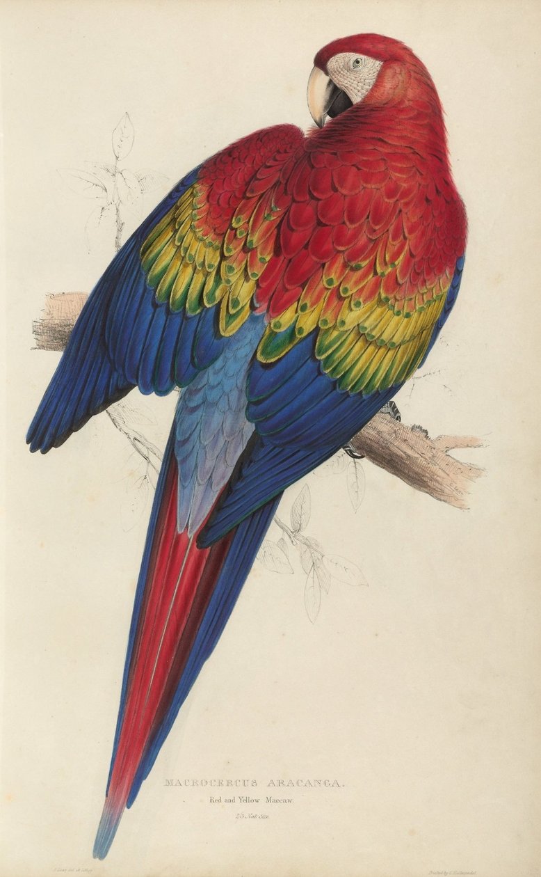 Illustraties van de familie Psittacidae, of papegaaien, plaat 7 door Edward Lear