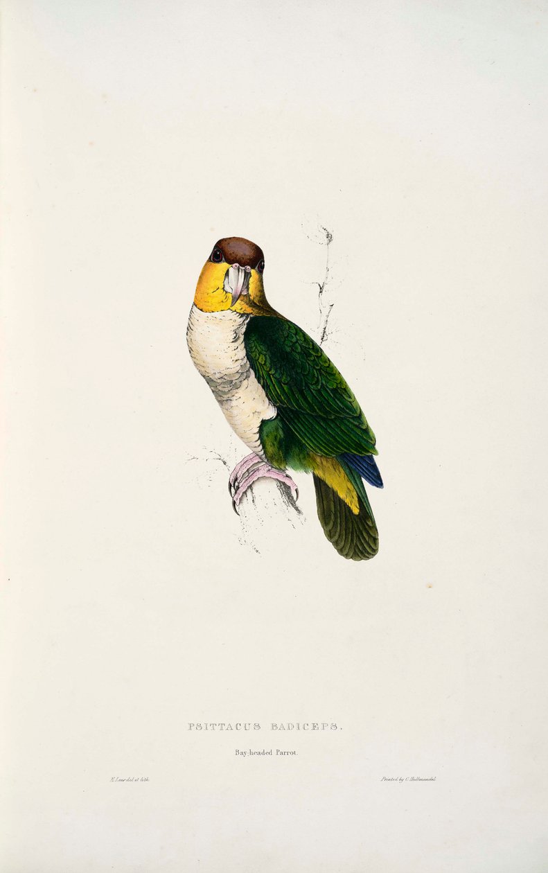 Pionites leucogaster door Edward Lear
