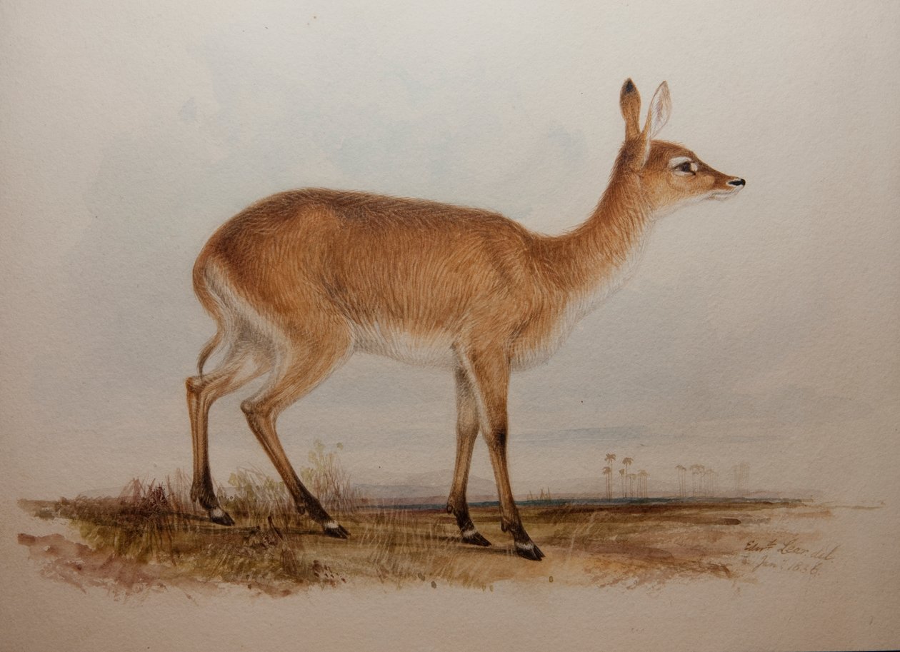 Rode Lechwe, 1836 door Edward Lear