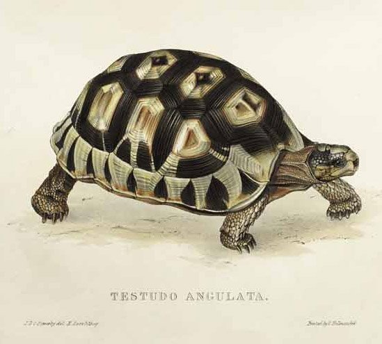 Testudo angulata door Edward Lear
