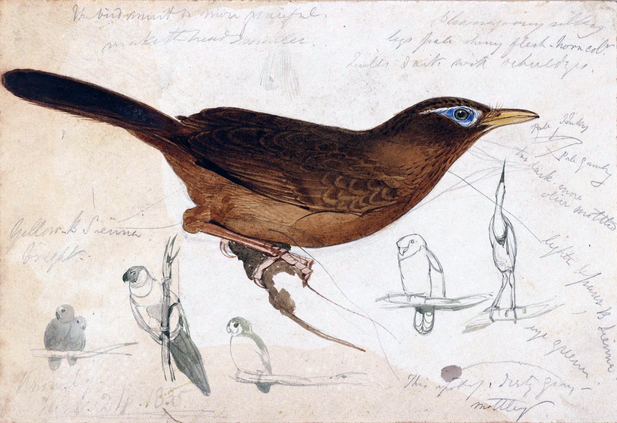 Bruine vogel door Edward Lear